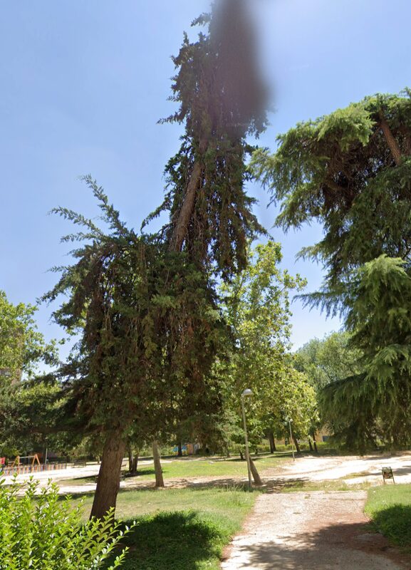 Árbol seco con riesgo estructural en parque público